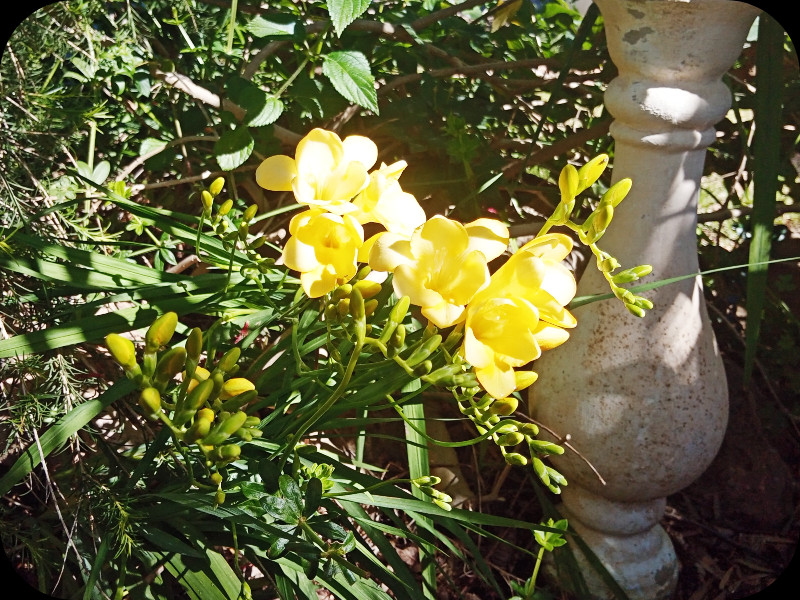 Freesias 19 Feb 24.jpg