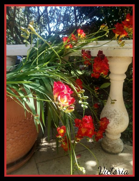 Freesias 23 Feb 20.jpg