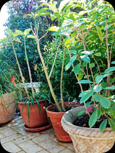 Freesias in Pot 19 Feb 24.jpg