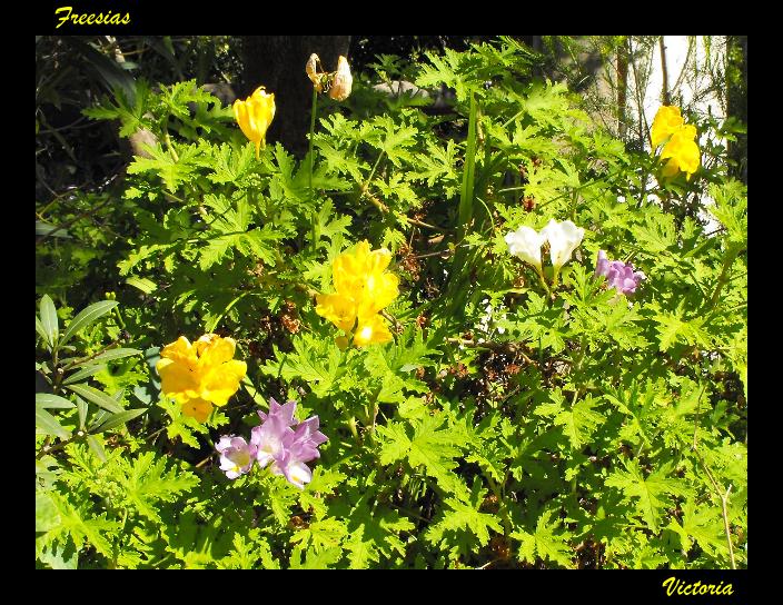 Freesias self seeded.jpg