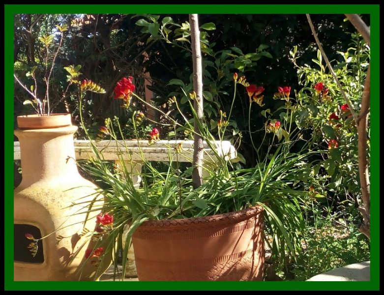 Freesias1 12 Feb.jpg