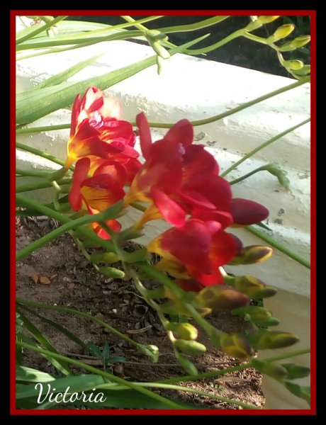 Freesias2 16 Feb 20.jpg