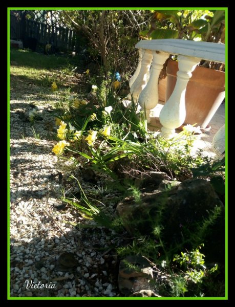 Freesias2 9 Mar 20.jpg