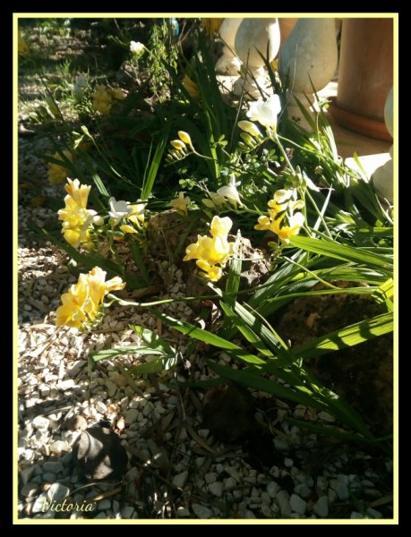 Freesias3 9 Mar 20.jpg