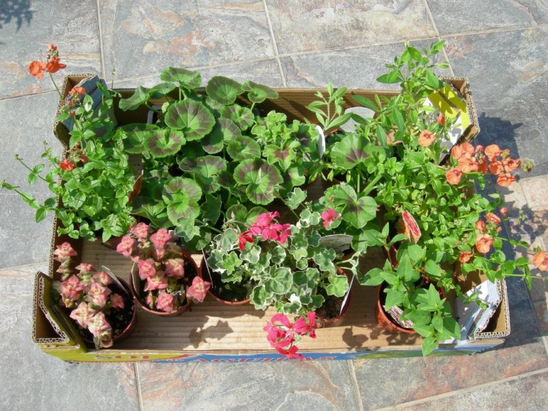 Friary Gardens plants  23 may 2012 002 (1024x768).jpg