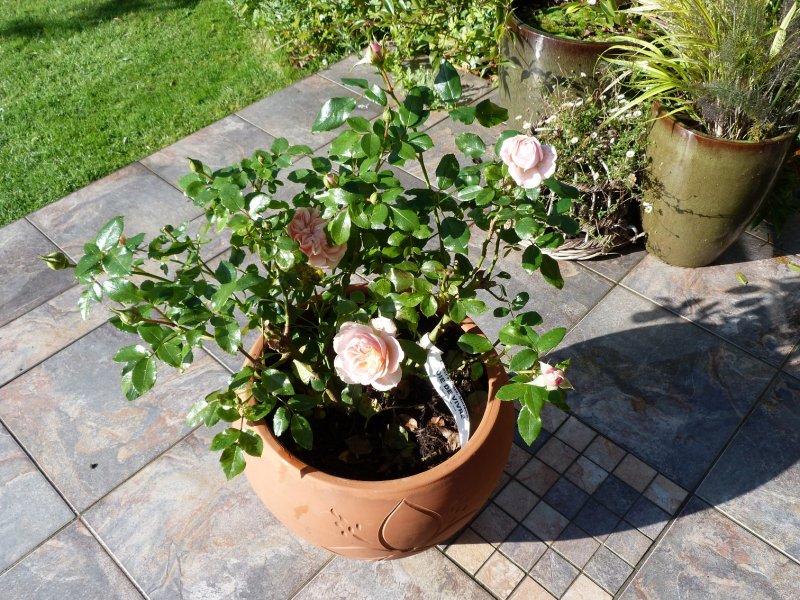 Friday piccies on 12 October 2012 003.JPG