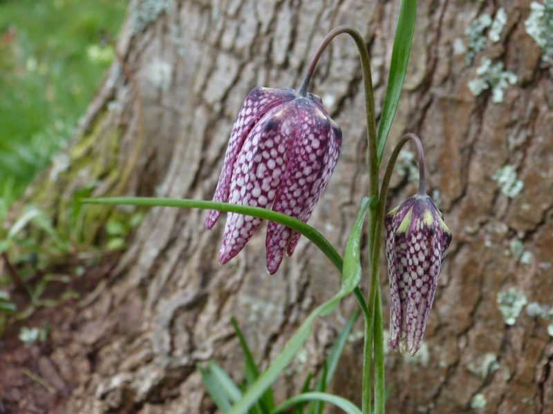 Fritallaria melagris.JPG