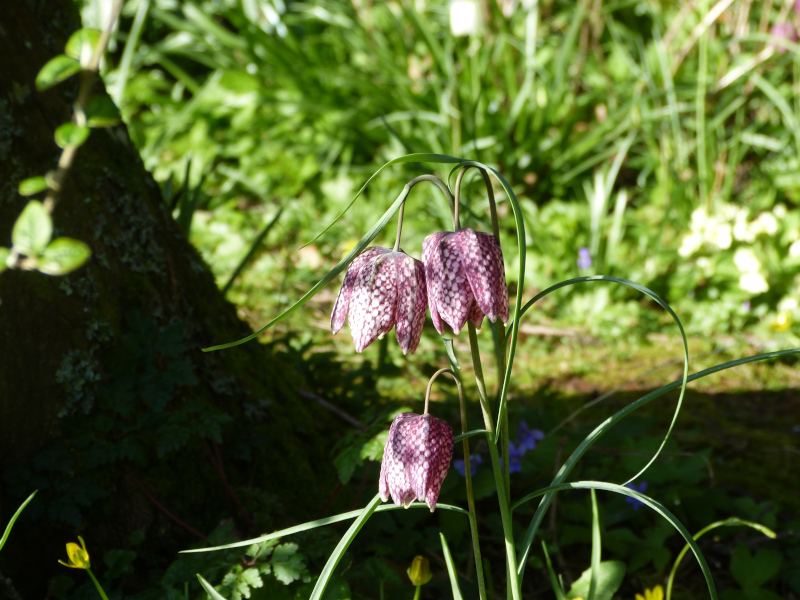 Fritillaria melagris 1.JPG