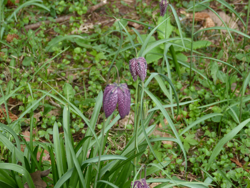 Fritillaria melagris .JPG