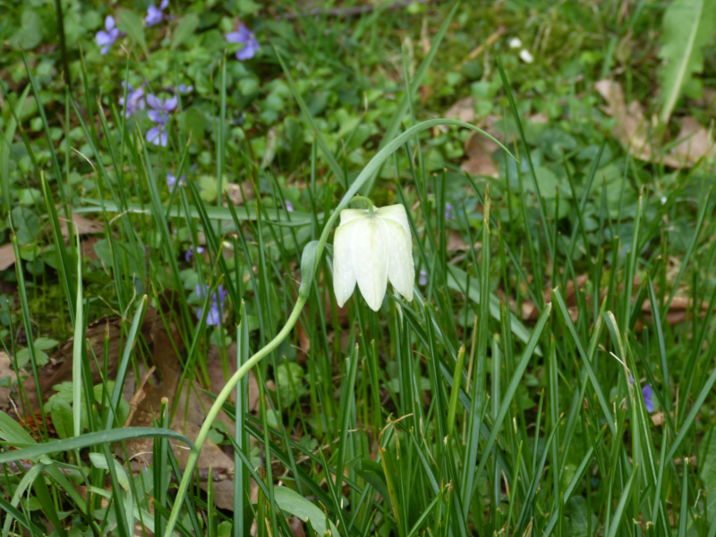 Fritillaria melagris whiite.JPG