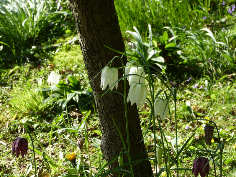 Fritillaria melagris white form 1.JPG