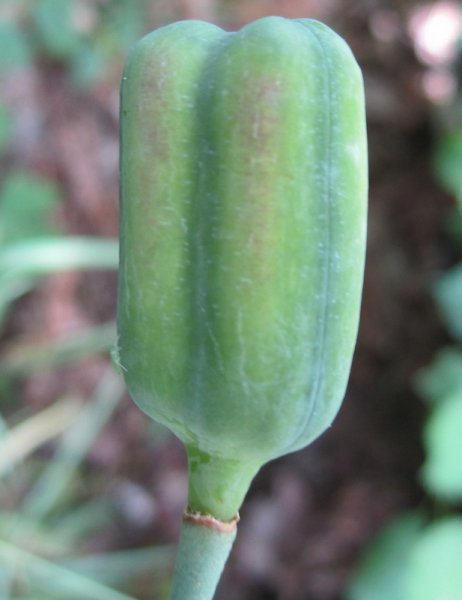 FRITILLARIA  MELEAGRIS 06-06-2010 11-51-35.jpg