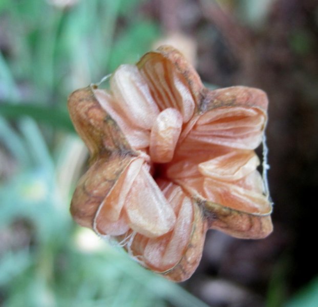 FRITILLARIA  MELEAGRIS 06-06-2010 11-52-20.jpg