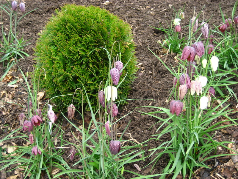 FRITILLARIA  MELEAGRIS 09-04-2007 15-21-35.JPG