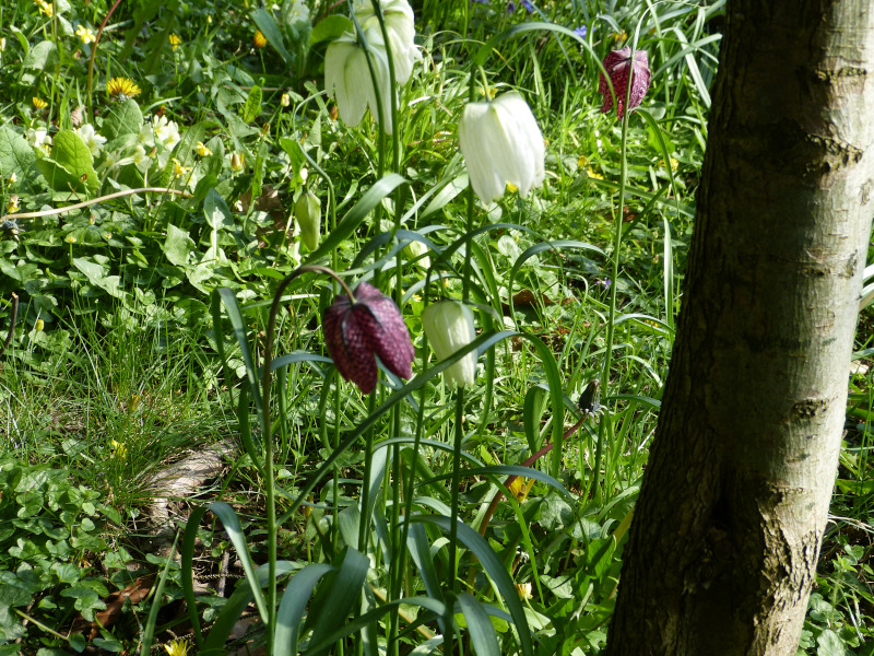Fritillaria meleagris 1.JPG