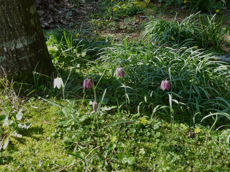 Fritillaria meleagris.JPG