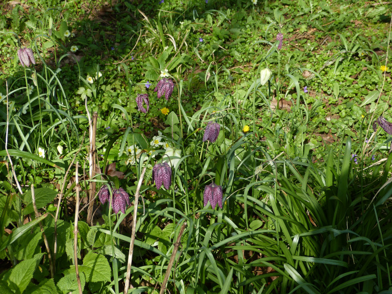 Fritillaria meleagris.JPG