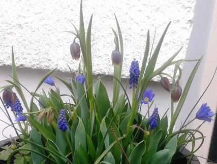 fritillaria uva vulpis_-purple pot.jpg