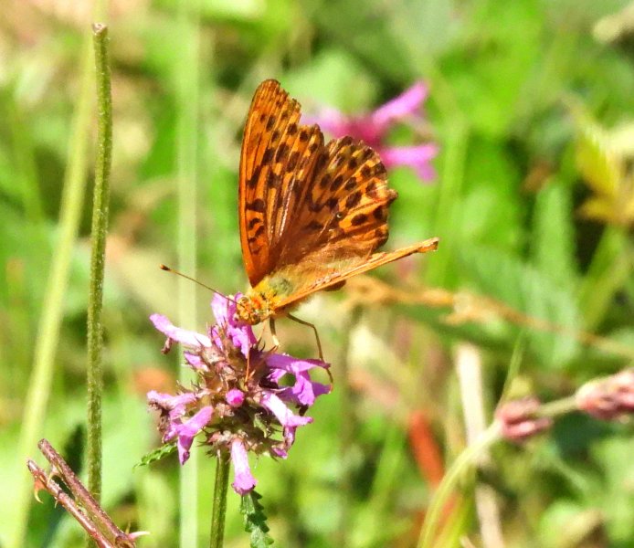 Fritillary.JPG
