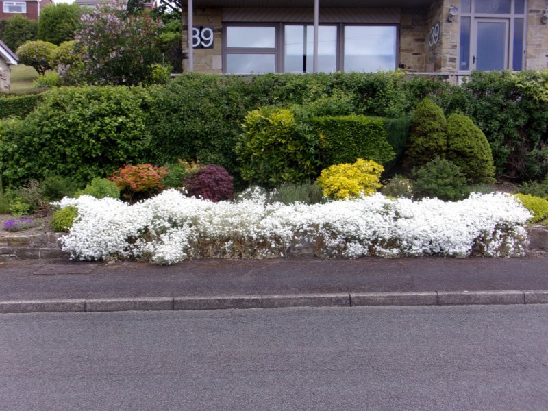 Front garden _0005.JPG