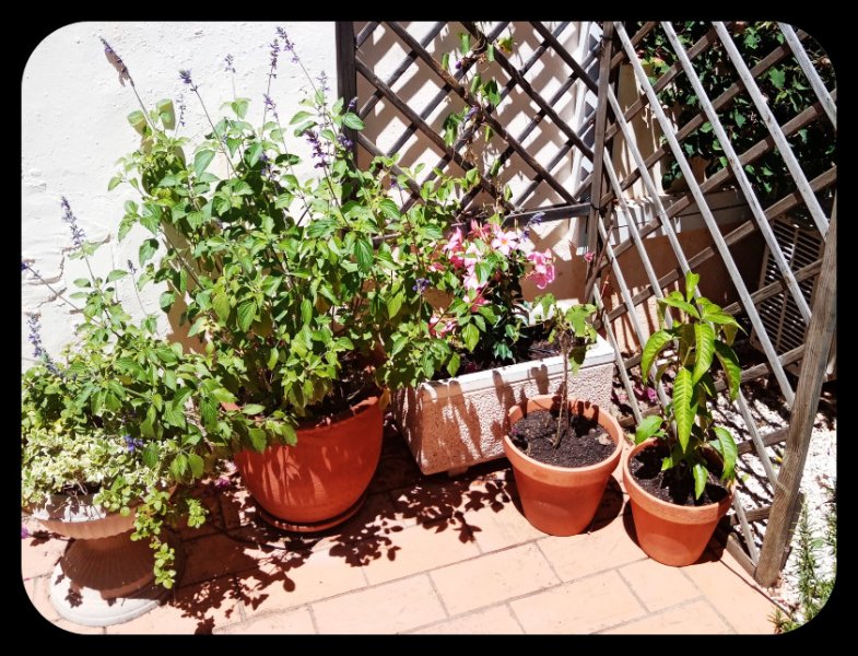 Front of House Patio2.jpg