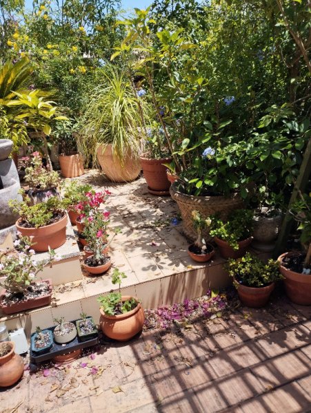 Front Patio2 1 Jul 25.jpg