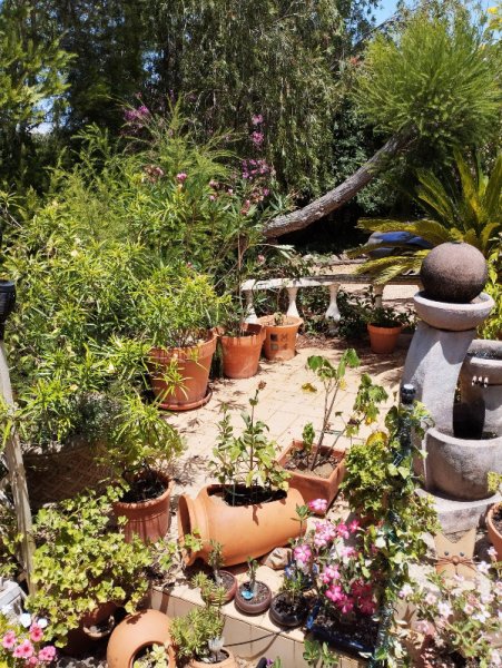 Front Patio4 1 Jul 25.jpg