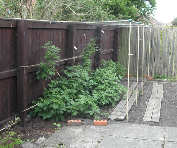 fruit cage May 2013.jpg