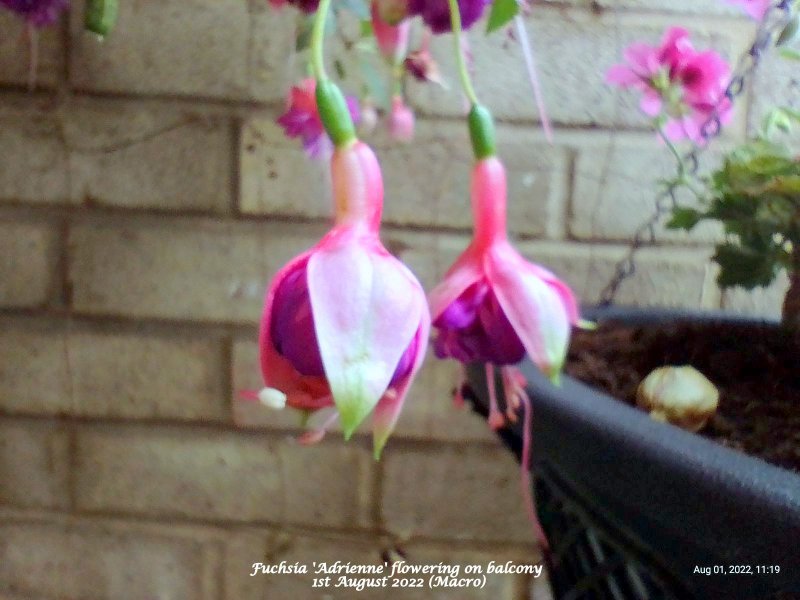 Fuchsia 'Adrienne' flowering on balcony 1st August 2022 (Macro).jpg
