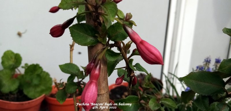 Fuchsia 'Beacon' buds on balcony 4th April 2022.jpg