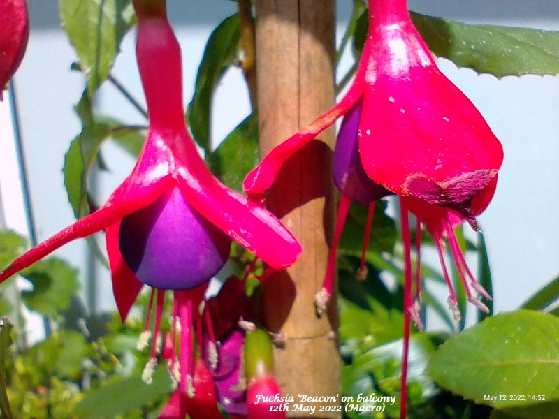 Fuchsia 'Beacon' on balcony 12th May 2022 (Macro).jpg