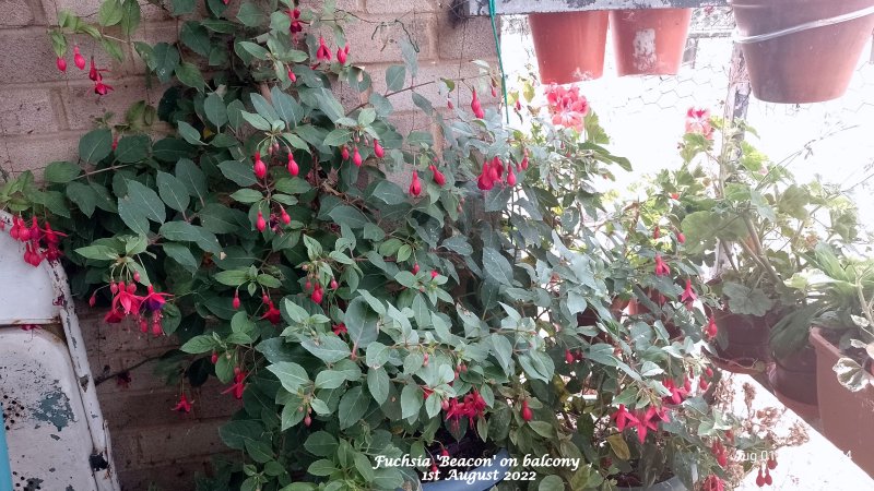 Fuchsia 'Beacon' on balcony 1st August 2022.jpg