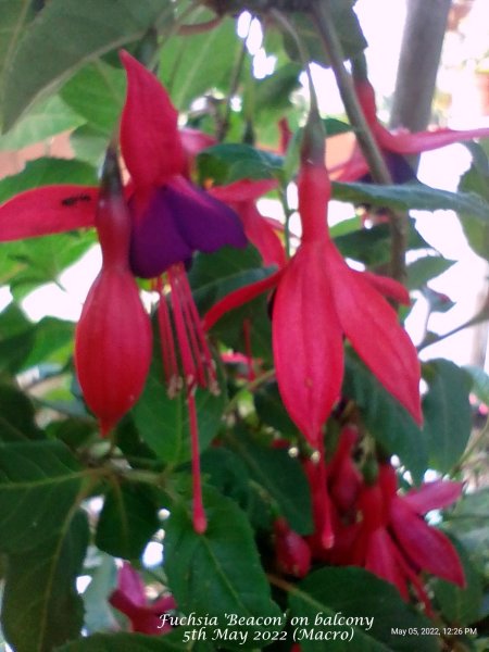 Fuchsia 'Beacon' on balcony 5th May 2022 (Macro).jpg