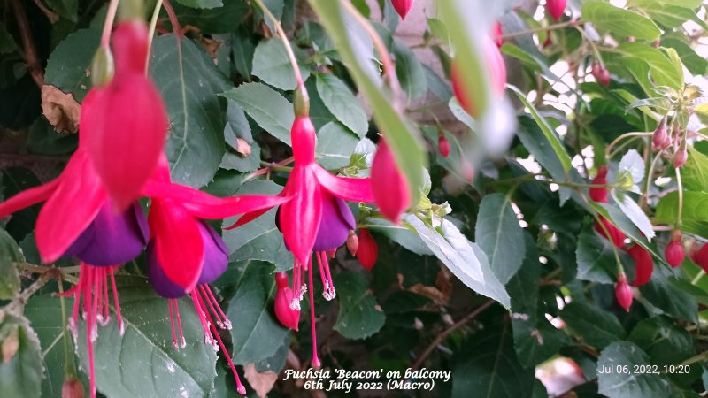 Fuchsia 'Beacon' on balcony 6th July 2022 (Macro).jpg