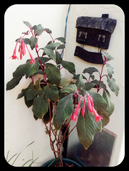 Fuchsia Boliviana22 Aug.jpg