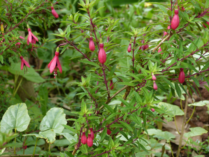 Fuchsia cerros portoi.JPG