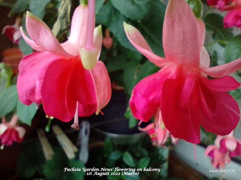 Fuchsia 'Garden News' flowering on balcony 1st August 2022 (Macro).jpg