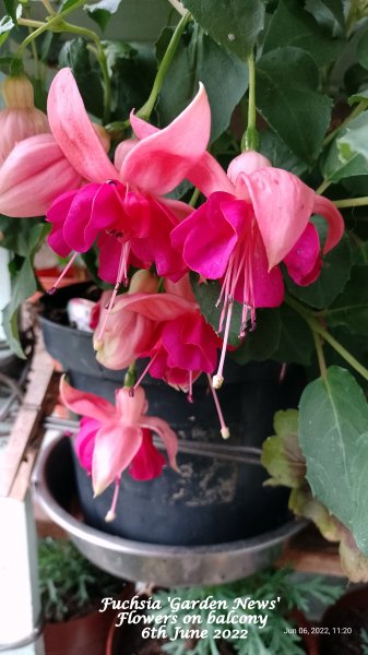 Fuchsia 'Garden News' Flowers on balcony 6th June 2022.jpg