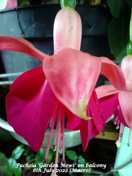 Fuchsia 'Garden News' on balcony 6th July 2022 (Macro).jpg