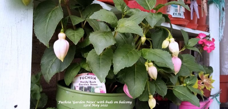 Fuchsia 'Garden News' with buds on balcony 23rd May 2022.05 PM(2).jpeg