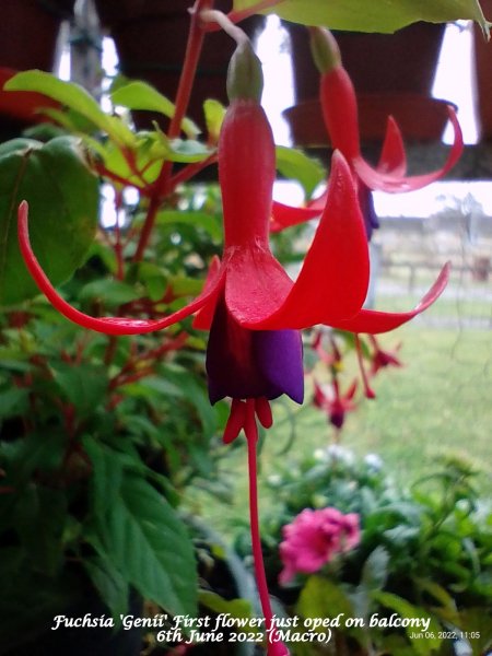 Fuchsia 'Genii' First flower just oped on balcony 6th June 2022.jpg