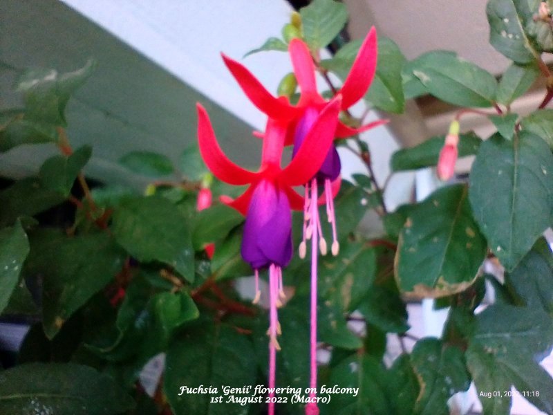 Fuchsia 'Genii' flowering on balcony 1st August 2022 (Macro).jpg