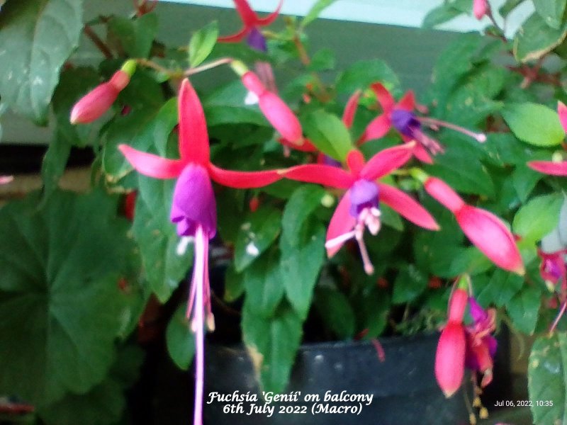 Fuchsia 'Genii' on balcony 6th July 2022 (Macro).jpg