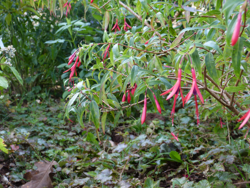 Fuchsia hatschbachii 2.JPG