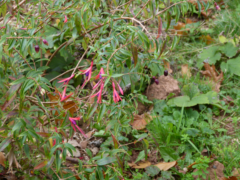 Fuchsia hatschbachii 3.JPG