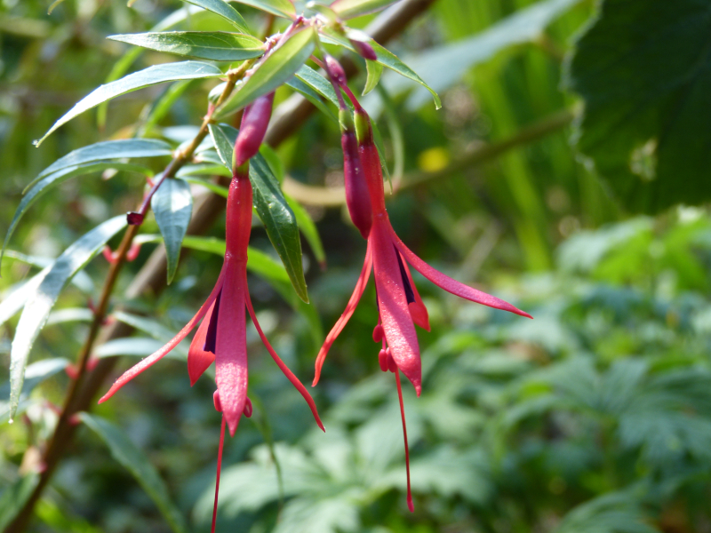Fuchsia hatschbachii.JPG