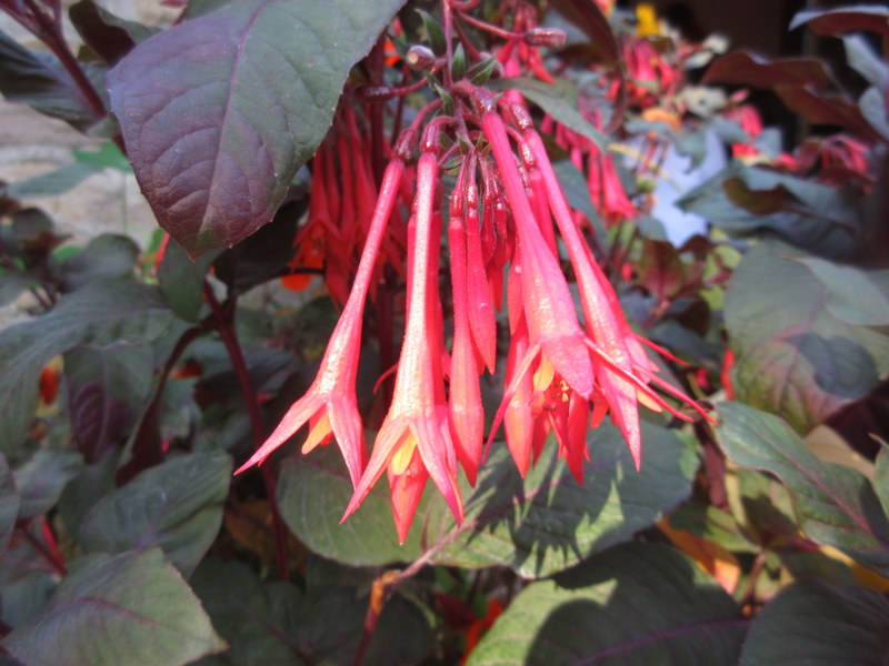 FUCHSIA  KORALLE 22-08-2023 10-42-49.JPG