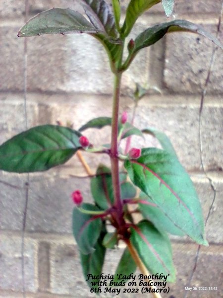 Fuchsia 'Lady Boothby' with buds on balcony 6th May 2022.jpg