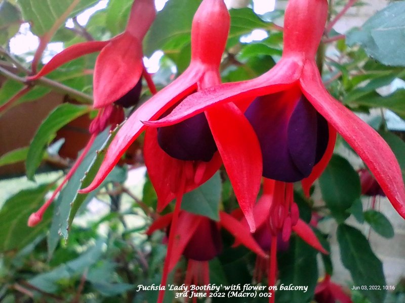 Fuchsia 'Lady Boothby' with flower on balcony 3rd June 2022 (Macro) 002.jpg
