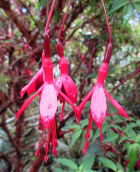 FUCHSIA  MAGELLANICA 05-07-2024 11-18-27.JPG